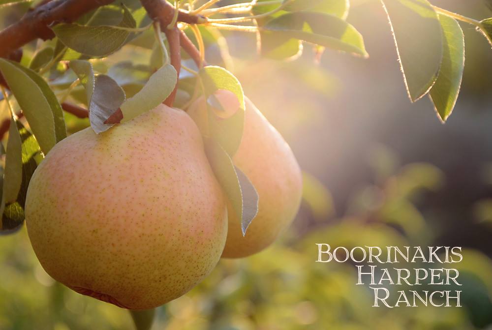 Pears hanging on the branch, backlit by late afternoon sun in the Boorinakis Harper orchard