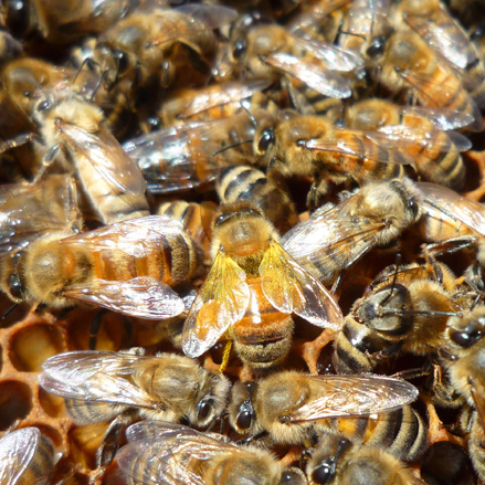 Honeybees at work on the comb in a Boorinakis Harper Ranch hive