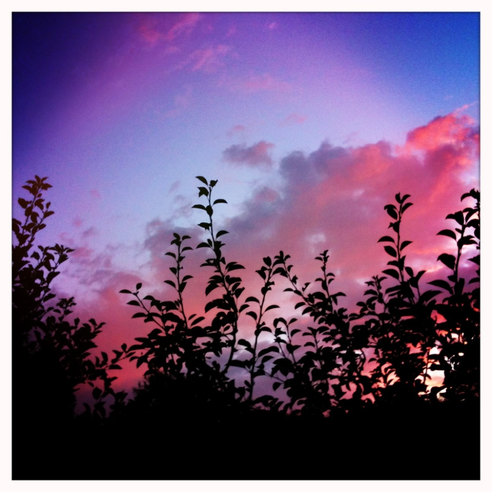 Dusk over the orchard, fruit-tree branches silhouetted against a pink and violet sky