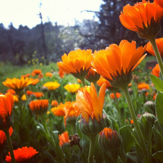 Calendula flowering in the orchard, planted as habitat for pollinators and beneficial insects