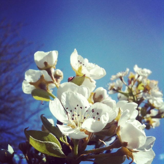 Pear blossom against a deep blue spring sky, with a ladybird among the flowers